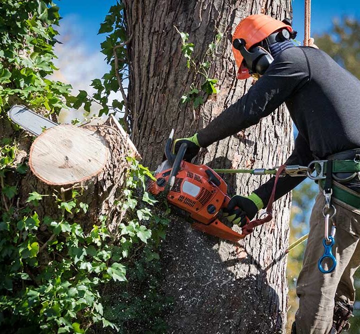 Expert Tree Services in Tampa: Professional and Reliable